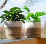 Jute Planters