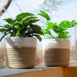 Jute Planters